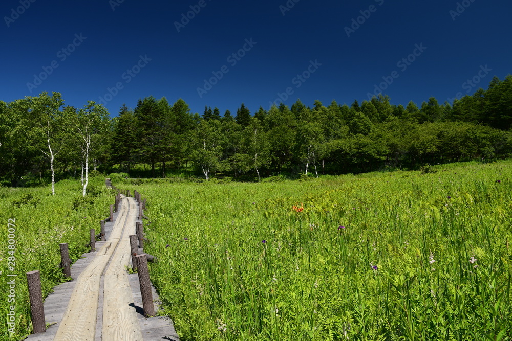 夏の湿原と木道
