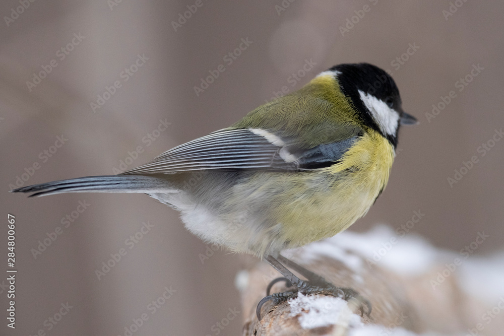 Obraz premium Great Tit, Parus major in the natural environment in the winter. Novosibirsk region, Russia.