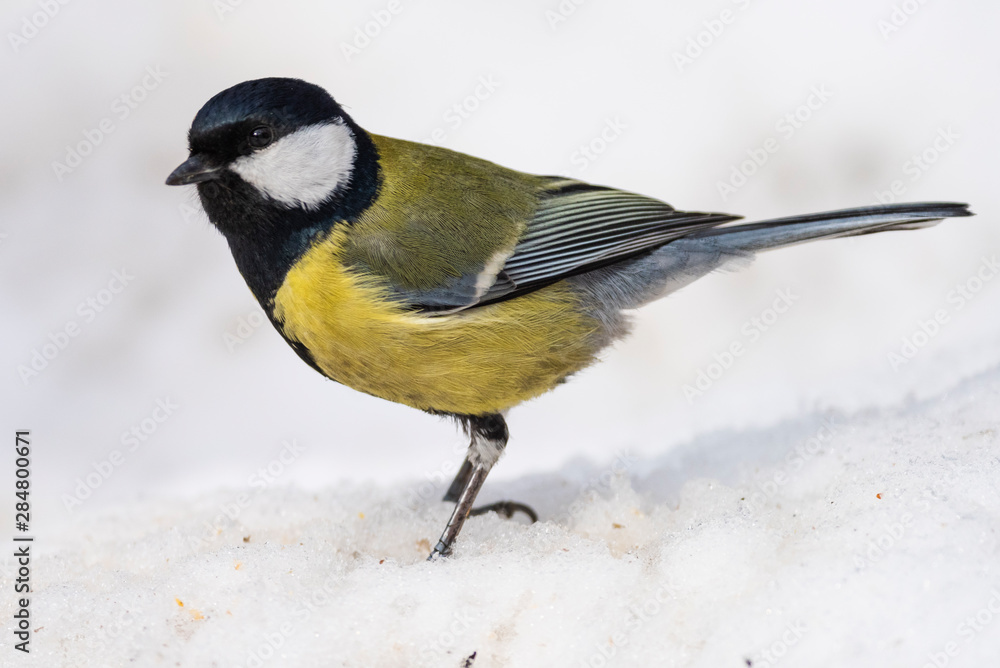 Obraz premium Great Tit, Parus major in the natural environment in the winter. Novosibirsk region, Russia.