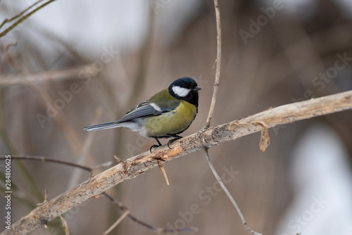 Great Tit, Parus major in the natural environment in the winter. Novosibirsk region, Russia.