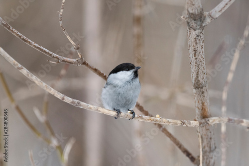 Willow Tit, Black-capped Chickadee, Parus montanus in the natural environment in the winter. Novosibirsk region, Russia.