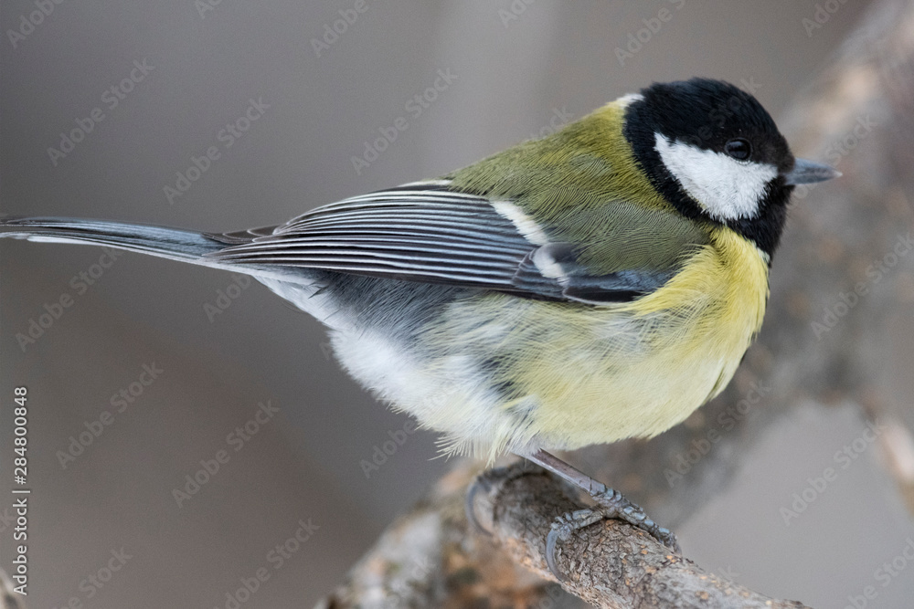 Obraz premium Great Tit, Parus major in the natural environment in the winter. Novosibirsk region, Russia.