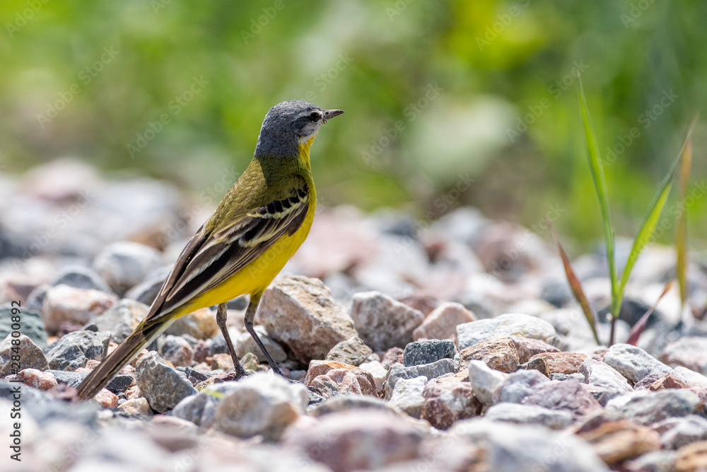 Yellow Wagtail (Motacilla flava) in nature close-up. Yellow Wagtail (Motacilla flava) in nature close-up.