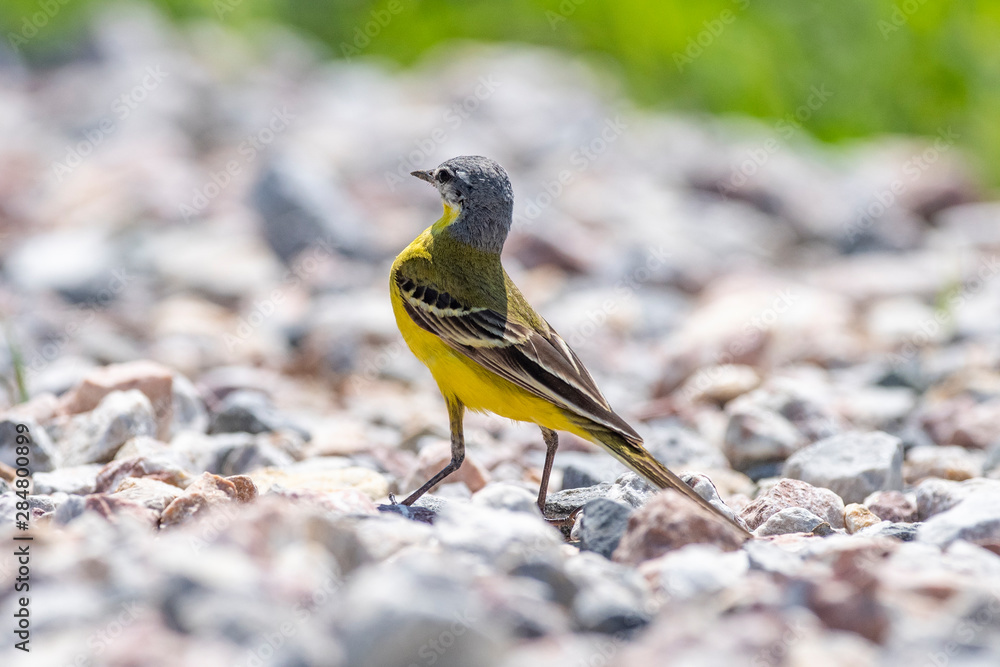 Yellow Wagtail (Motacilla flava) in nature close-up.