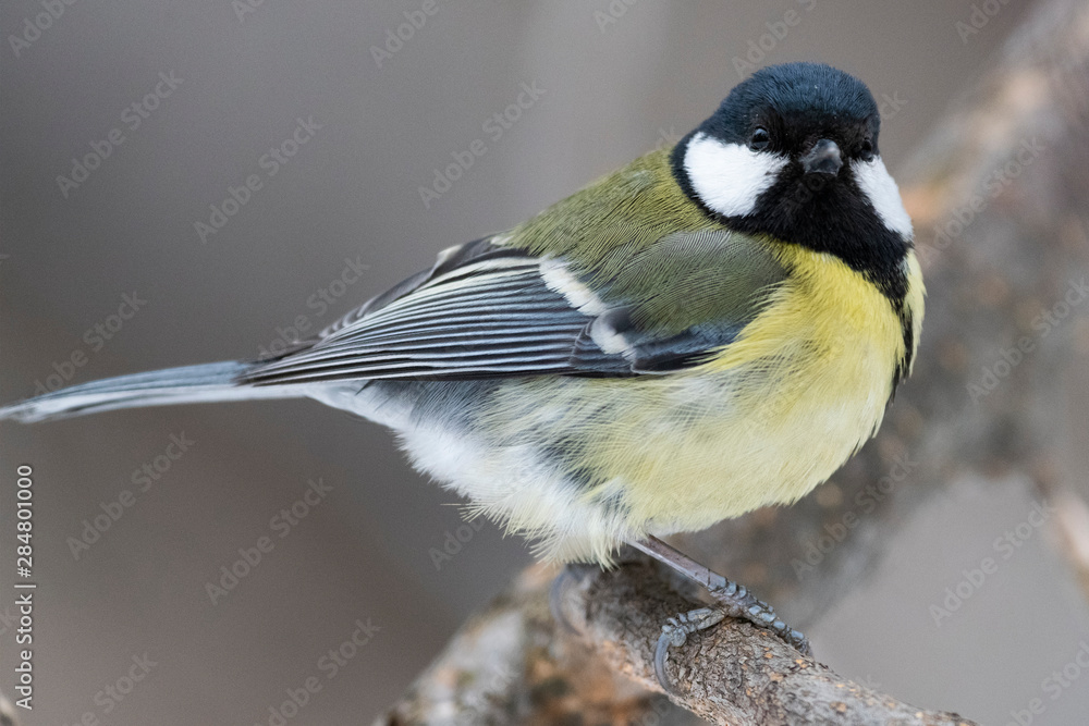 Obraz premium Great Tit, Parus major in the natural environment in the winter. Novosibirsk region, Russia.