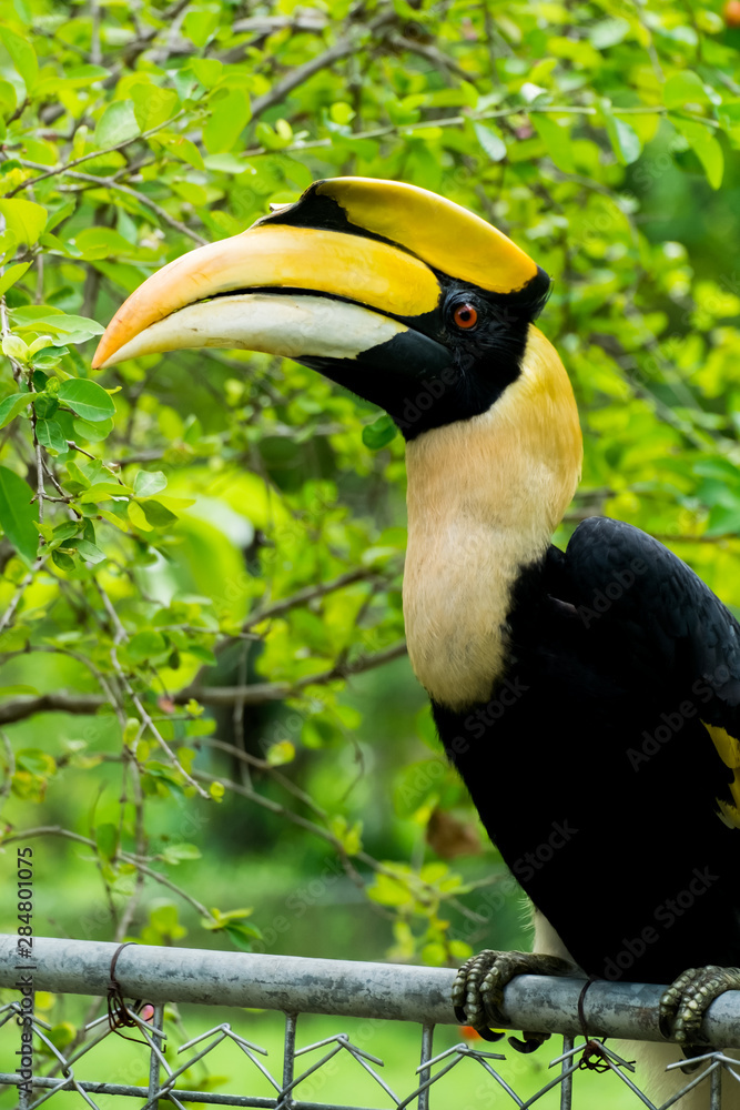 hornbill in wild life breeding station. hornbill in wild life breeding station.