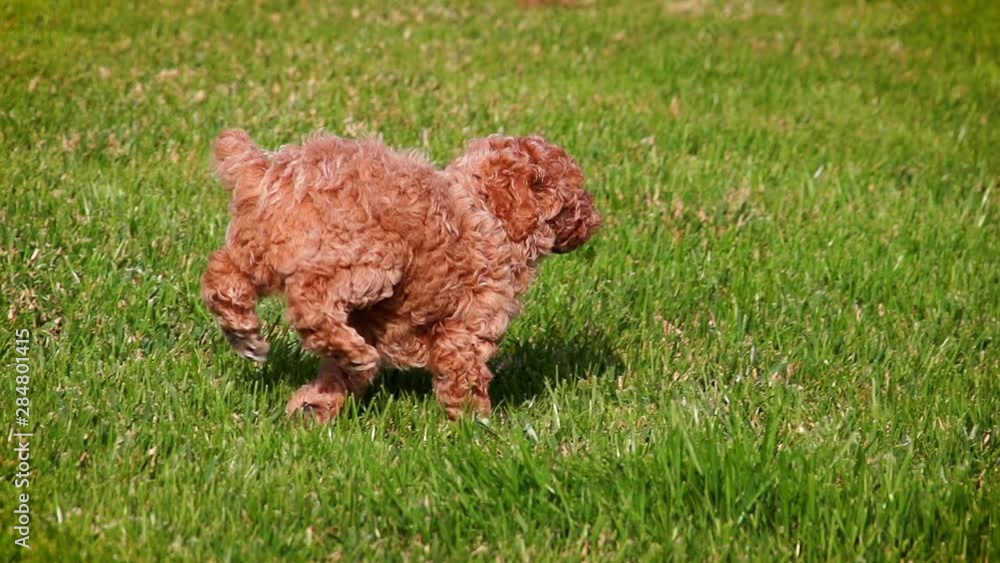 Cute poodle puppy playing in slow motion Cute poodle puppy playing in slow motion