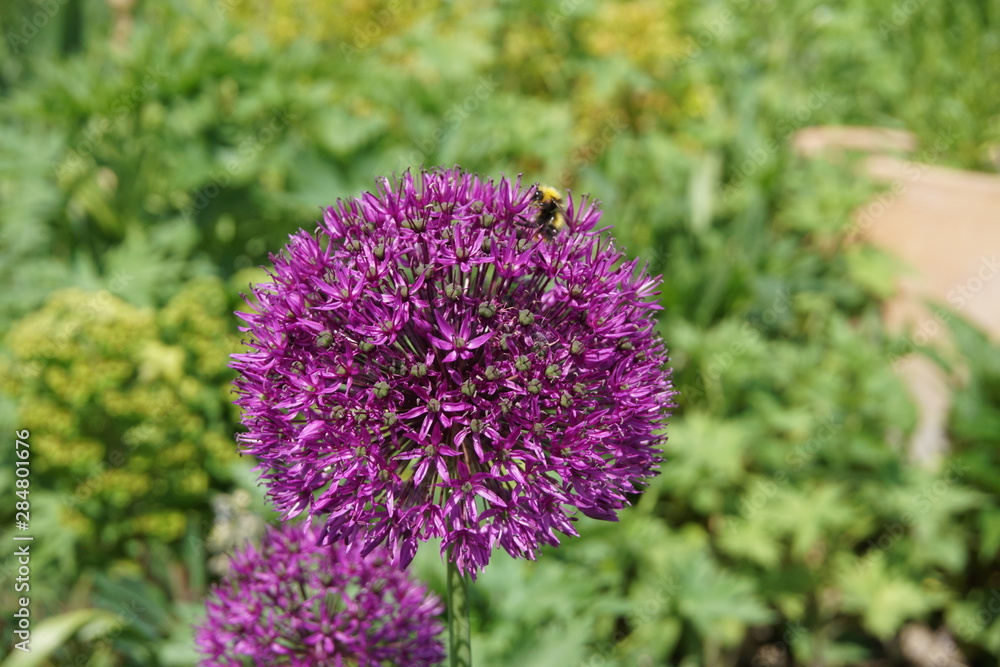 Obraz premium Flowering allium with a bee