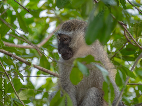 Vervet Monkey in Queen Elizabeth National Park  Uganda