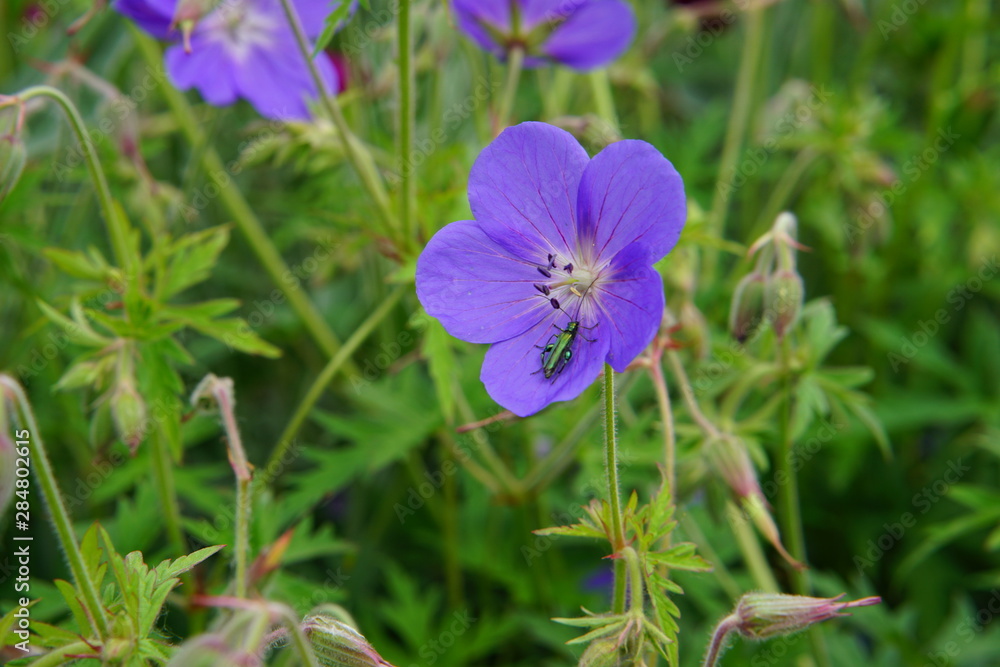 Geranium with an attractive insect