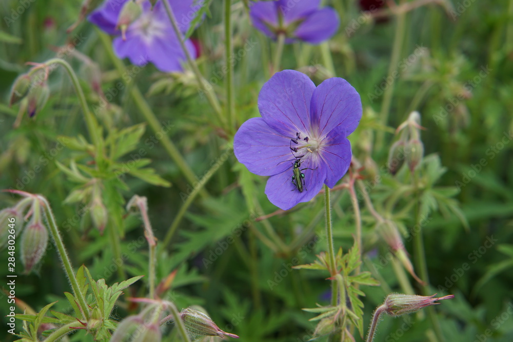 Geranium with an attractive insect