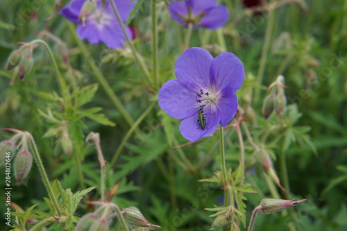 Geranium with an attractive insect