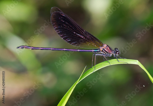 Calopteryx haemorrhoidalis male.