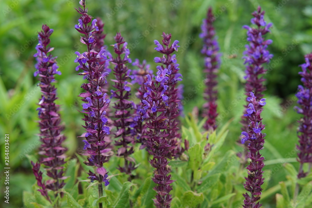 Purple salvia Purple salvia