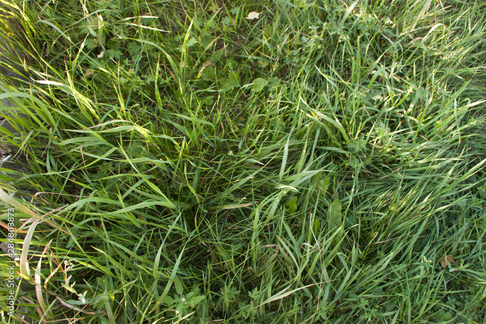 background of green grass background of green grass