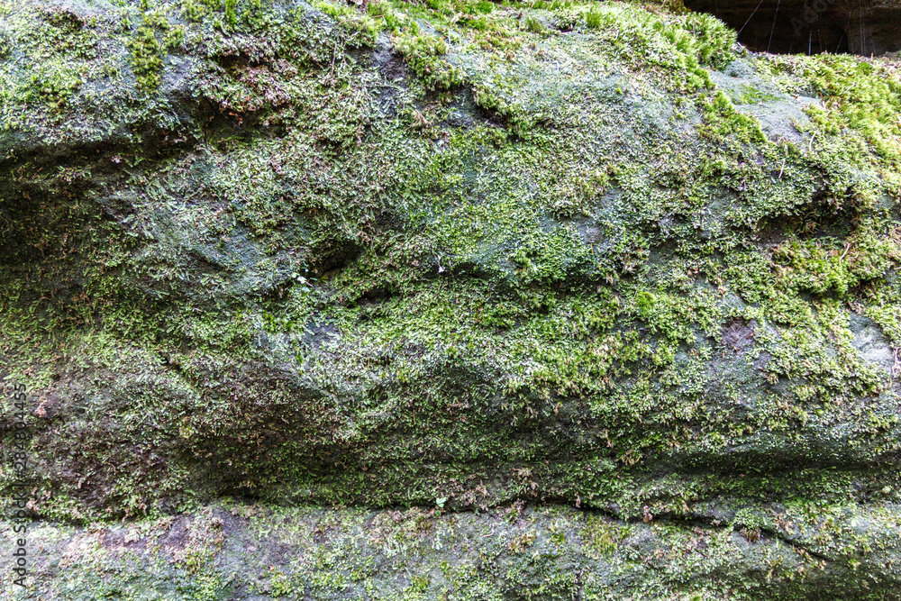 Detailaufnahme eines moosbewachsenen Natursteins im Elbsandsteingebirge