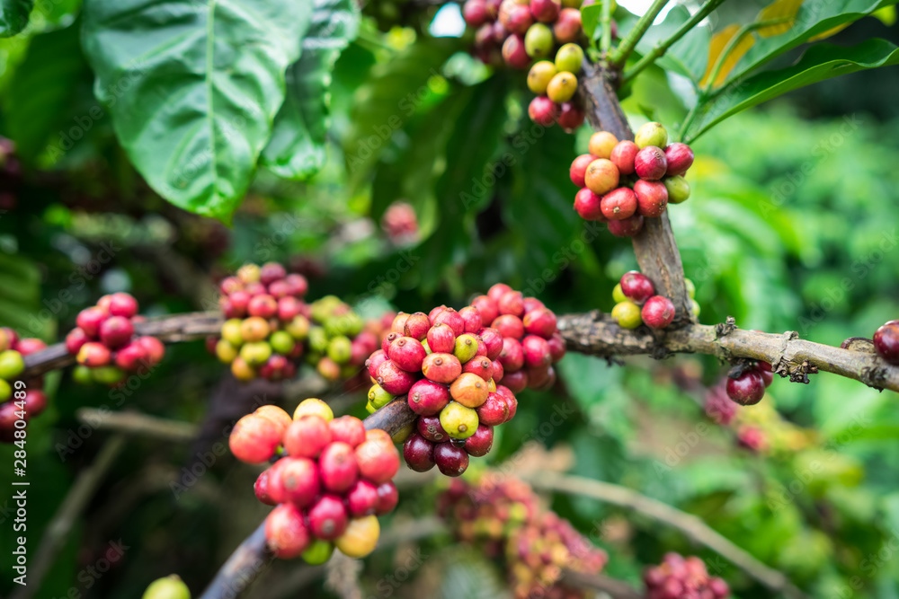 Coffee beans on tree Coffee beans on tree