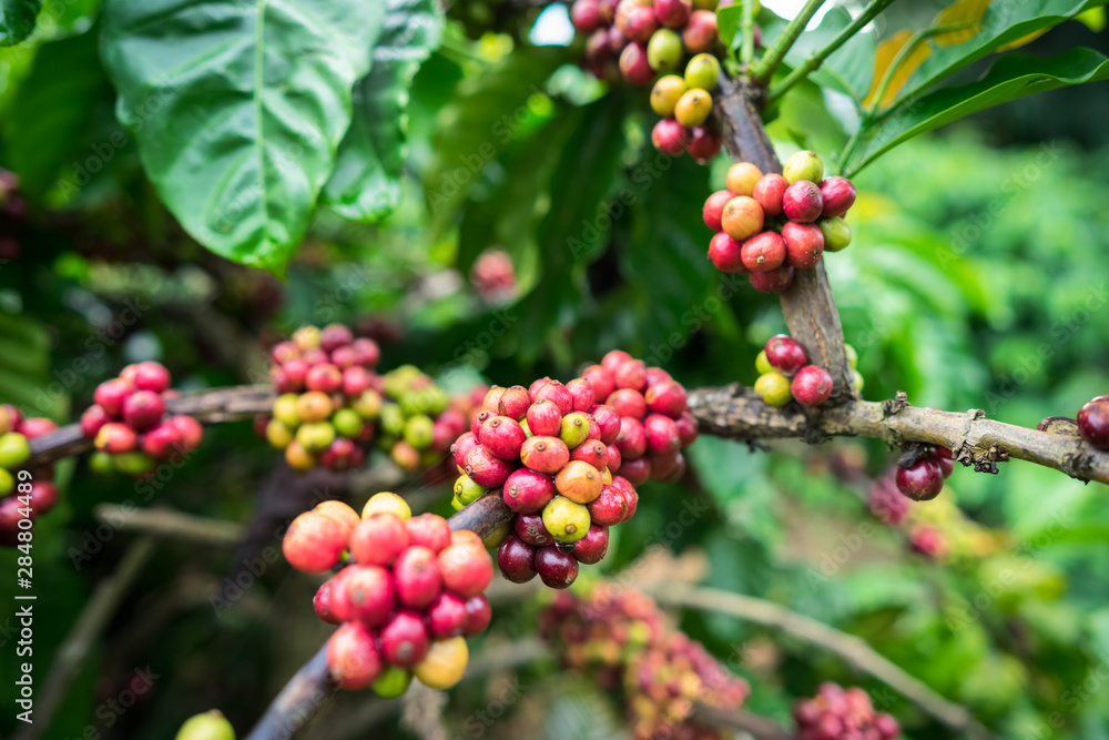 Coffee beans on tree