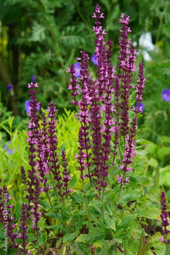 Pink salvia