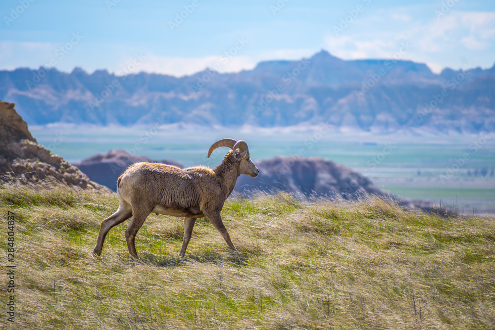 Naklejka premium A female Bighorn Sheep in the field of Badlands National Park, South Dakota