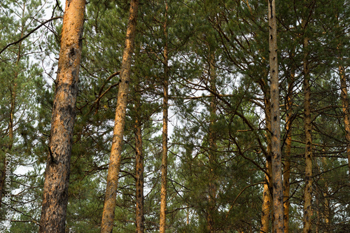 forest background Wallpaper