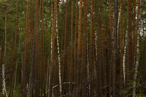 forest background Wallpaper