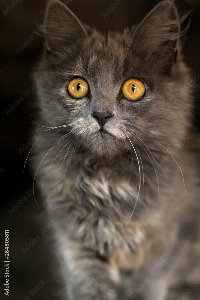 Grey kitten with piercing eyes looking. beautiful gray cat. Grey kitten with piercing eyes looking. beautiful gray cat.