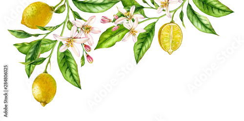 Lemon fruit branch top corner composition. Realistic botanical watercolor illustration with citrus tree and flowers, hand drawn isolated floral design on white