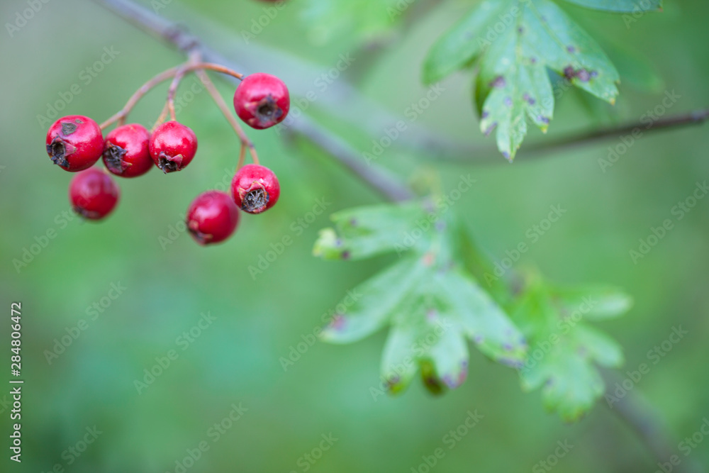 Majuelo (Crataegus monogyna) Majuelo (Crataegus monogyna)