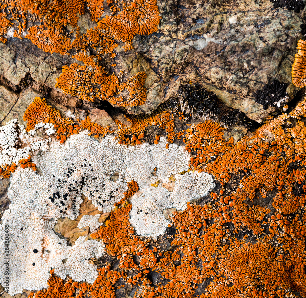 The texture of the stone overgrown with moss. Background image of a boulder The texture of the stone overgrown with moss. Background image of a boulder
