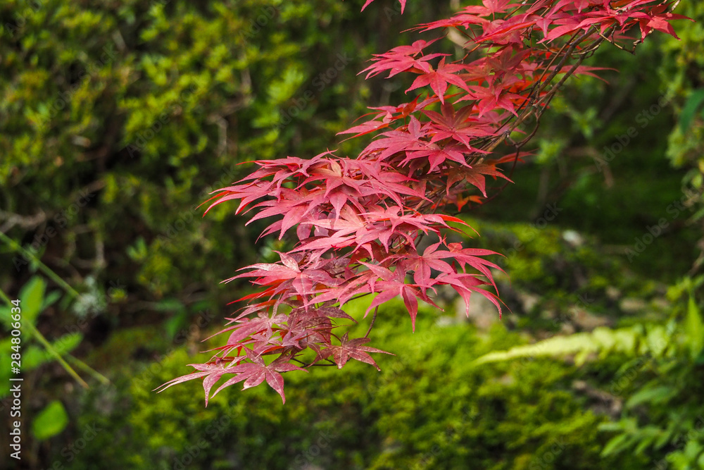 Red Maple Leaves Red Maple Leaves