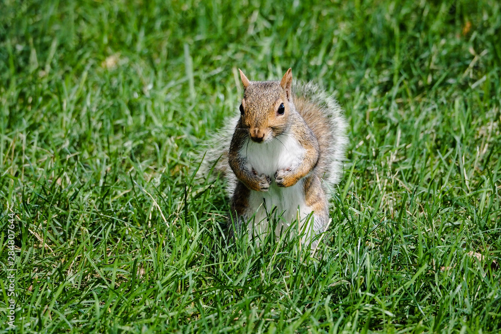 Obraz premium Squirrel on grass