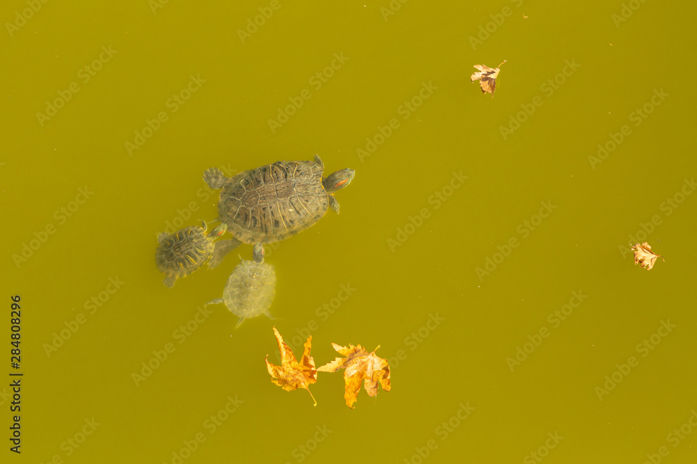 Naklejka premium turtles in a pond