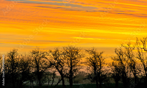 landscape with black and naked tree silhouettes against the sunrise sky