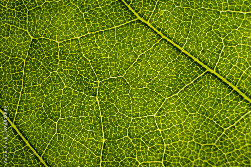 Background image of a leaf of a tree close up Background image of a leaf of a tree close up