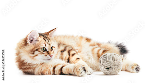 фотографія Siberian cat, a kitten playing with a cotton yarn. Isolated