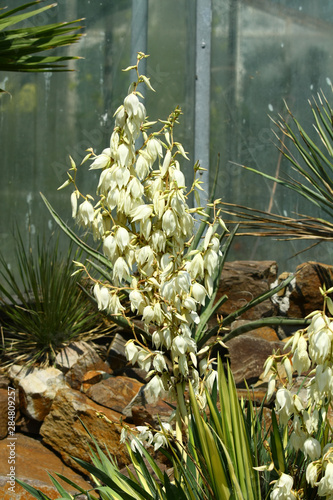 Yucca gigantea photo