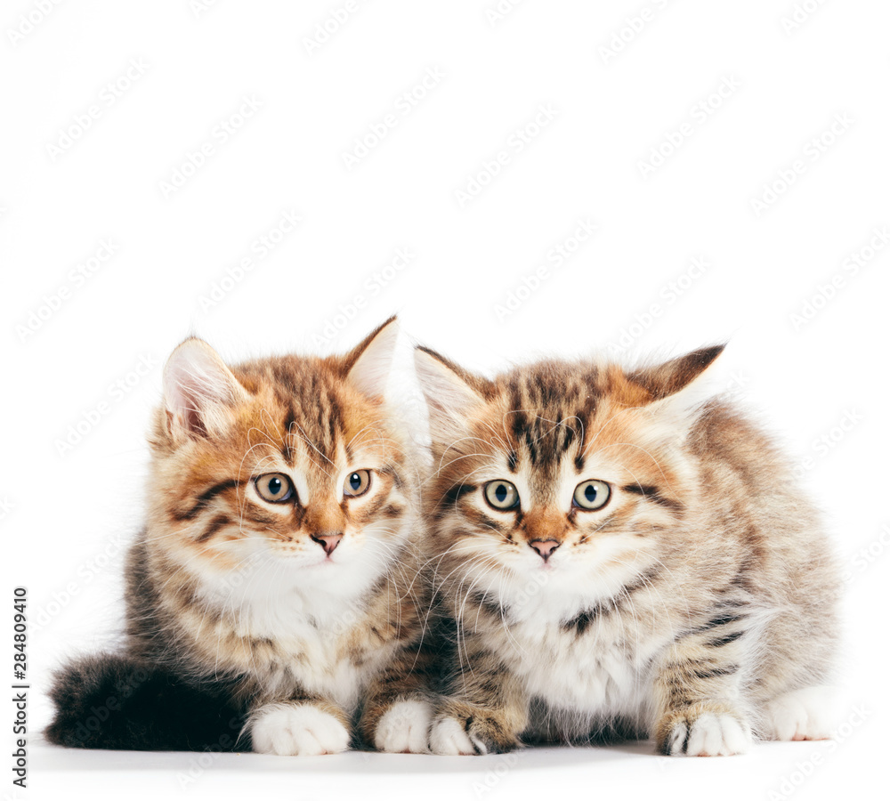 Siberian cats, two kittens from same litter isolated on white