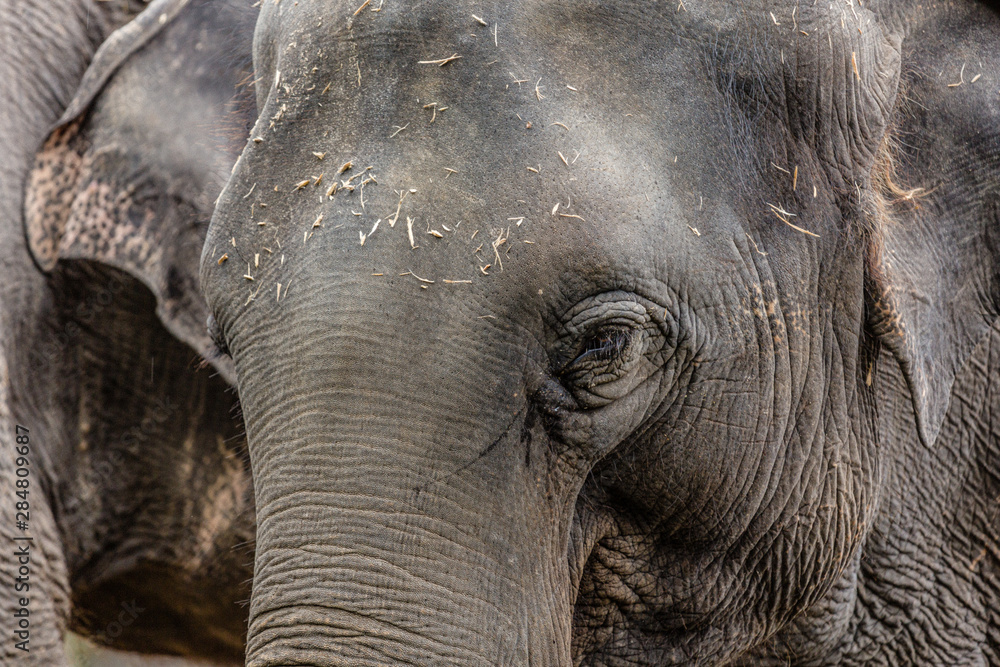 Fototapeta premium Portrait of Asian Elephant