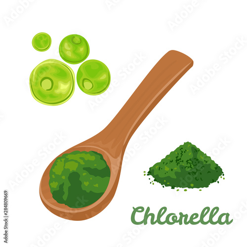 Chlorella green algae. Chlorella superfood powder in wooden spoon Isolated on white background. Vector illustration of dietary seaweed supplementation in cartoon flat simple style.