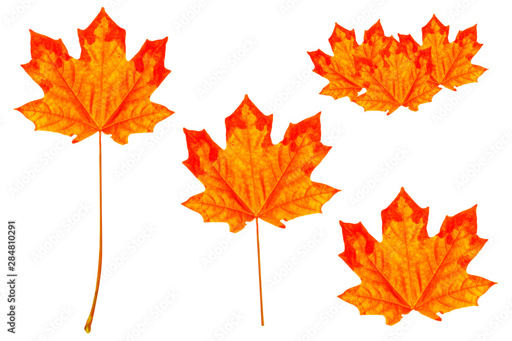 Bright colorful autumn leaves Bright colorful autumn leaves