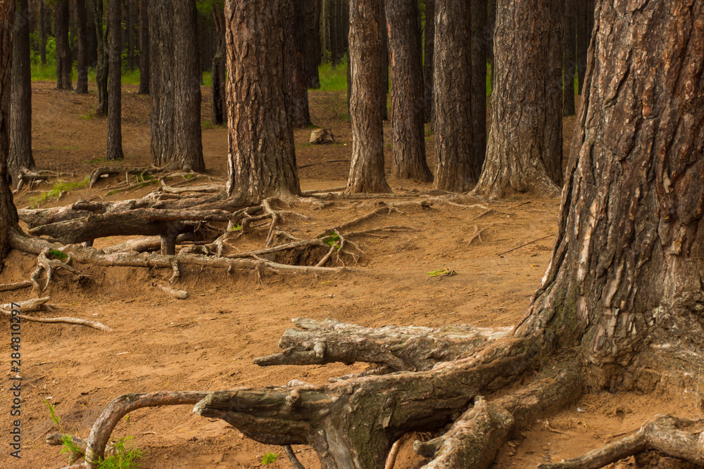 open roots of old pine trees and trees open roots of old pine trees and trees