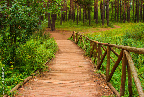 bridge in a beautiful forest over a spring
