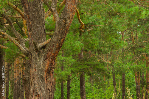 beautiful tree in a summer green forest