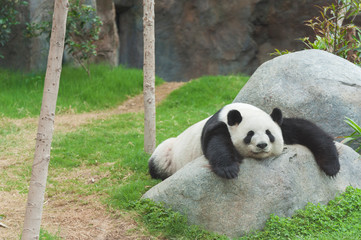 Adorable giant panda bear sleeping in zoo