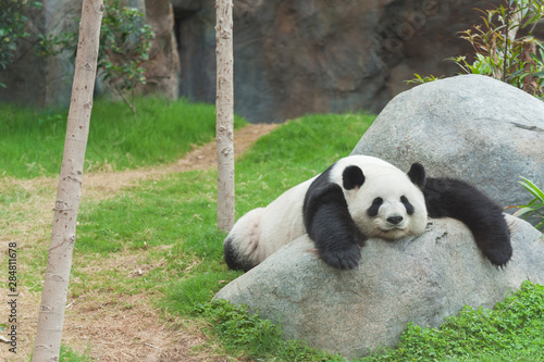 Adorable giant panda bear sleeping in zoo