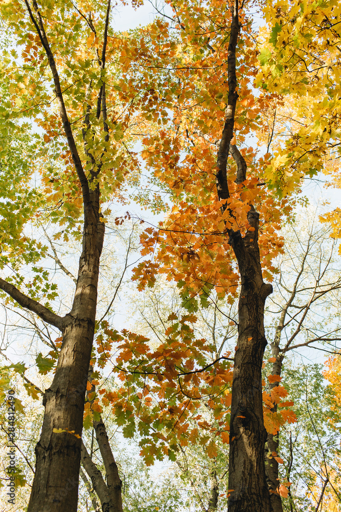 Autumn and fall composition. Beautiful landscape with yellow, orange, green leaves and trees. Fall concept and natural background. Autumn and fall composition. Beautiful landscape with yellow, orange, green leaves and trees. Fall concept and natural background.
