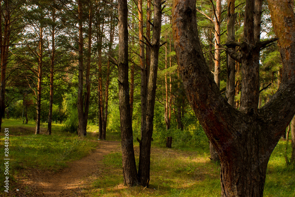 beautiful tree in a summer green forest beautiful tree in a summer green forest