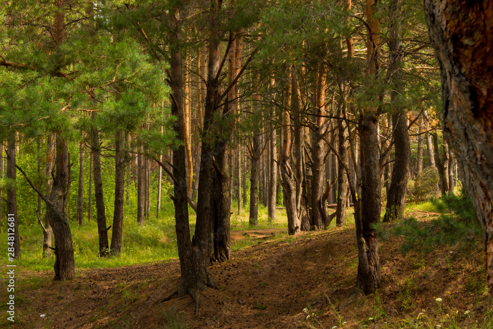 beautiful tree in a summer green forest beautiful tree in a summer green forest