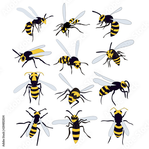 vector, isolated, bees, wasp, set